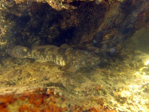 Giant goby (Gobius cobitis) — Gobiidae