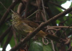 Iole propinqua
