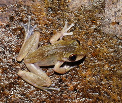 Pelodryadidae
