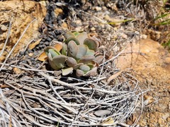 Crassula swaziensis