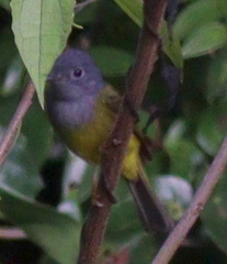 Culicicapa ceylonensis