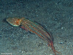 Callistoctopus macropus