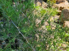 Asparagus transvaalensis