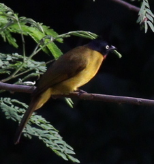 Rubigula flaviventris