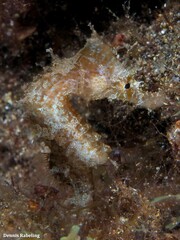 Hippocampus hippocampus