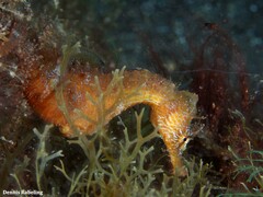 Hippocampus hippocampus