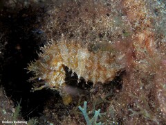 Hippocampus hippocampus