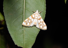 Obtusipalpis pardalis