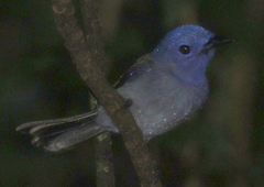 Hypothymis azurea