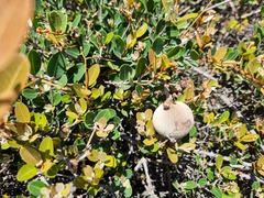 Ancylobothrys capensis