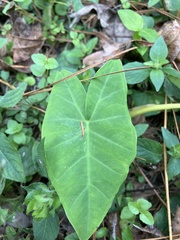 Xanthosoma sagittifolium