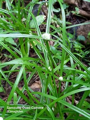 Cyperus mindorensis