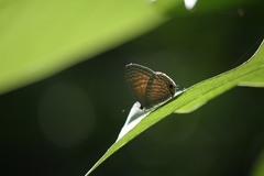 Jamides alecto dromicus