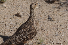 Pterocles namaqua