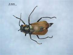 Malachius aeneus