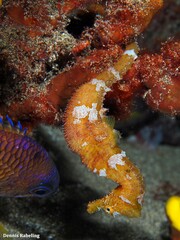 Hippocampus hippocampus