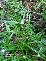Cyperus mindorensis