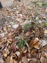 Dimorphocarpa wislizeni