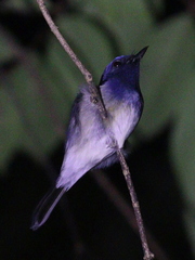 Cyornis hainanus