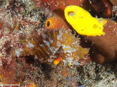 Hippocampus hippocampus