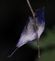 Cyornis hainanus