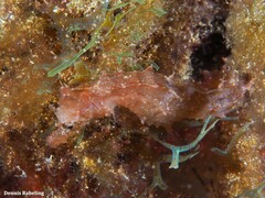 Hippocampus hippocampus