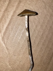 Psilocybe azurescens
