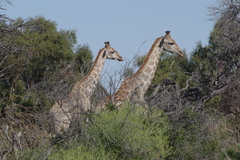 Giraffa camelopardalis