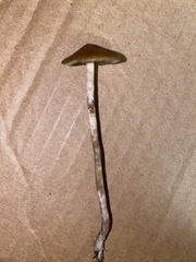 Psilocybe azurescens