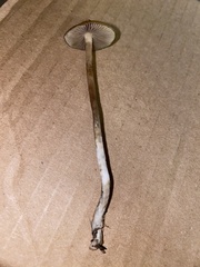 Psilocybe azurescens