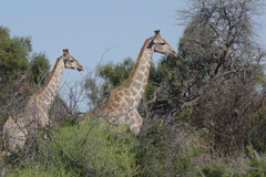 Giraffa camelopardalis