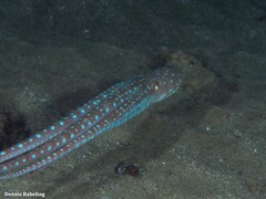 Callistoctopus macropus