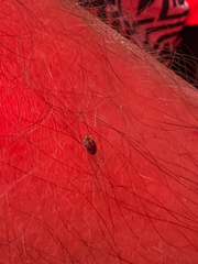 Novius cardinalis