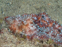 Callistoctopus macropus