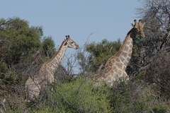 Giraffa camelopardalis