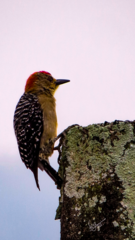 Melanerpes