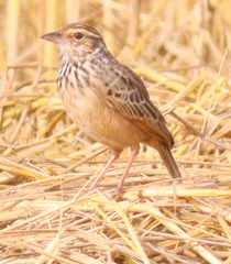 Mirafra erythrocephala