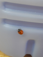 Cycloneda emarginata