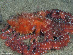 Callistoctopus macropus