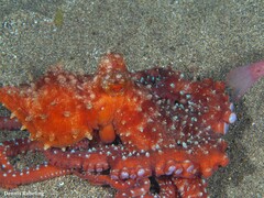 Callistoctopus macropus