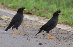 Acridotheres grandis