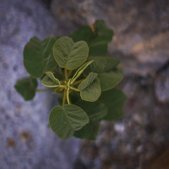 Horsfordia newberryi