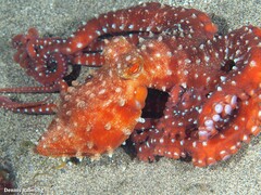Callistoctopus macropus