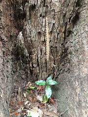 Hetaeria oblongifolia