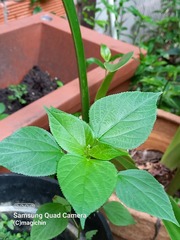 Acalypha