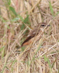 Saxicola stejnegeri