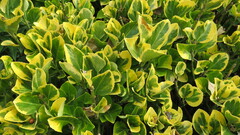 Euonymus japonicus
