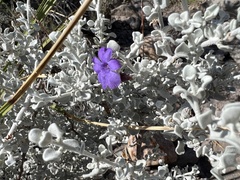 Leucophyllum candidum