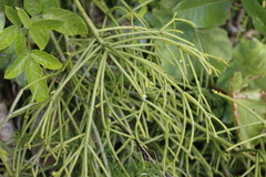 Rhipsalis