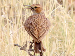 Chersomanes albofasciata